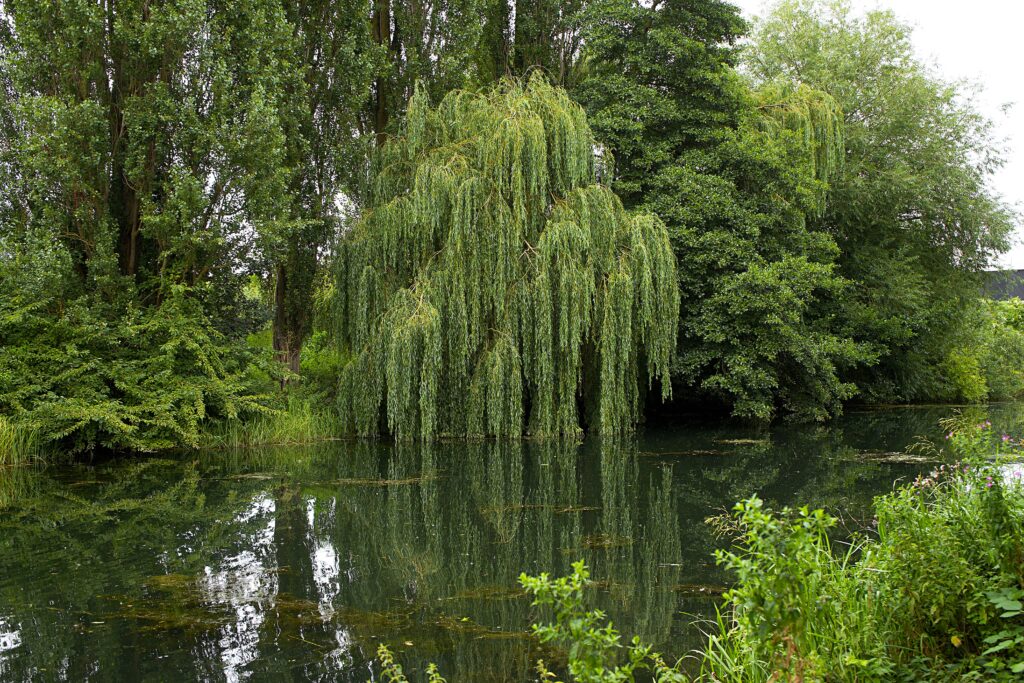 The Wind in the Willows PDF